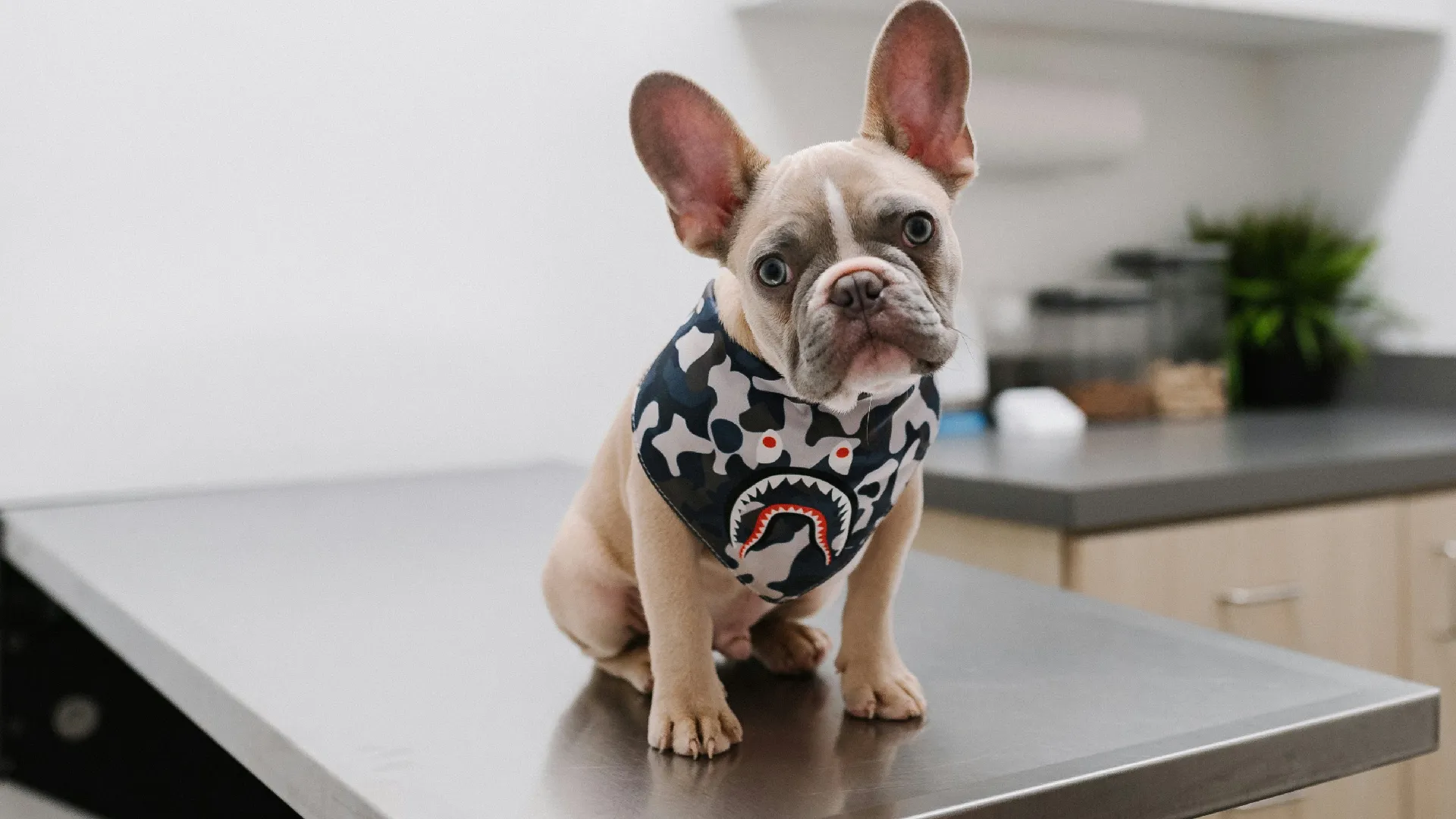 centro_veterinario_8_huellas_11zon
