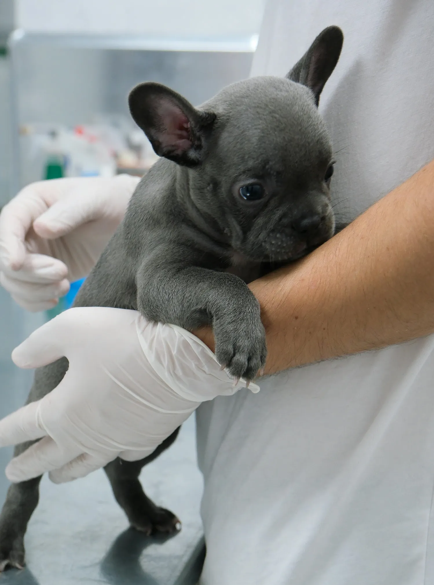 consulta_veterinaria_11zon