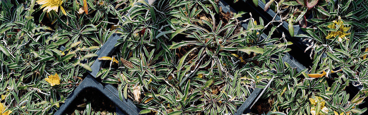 plant-nursery-12