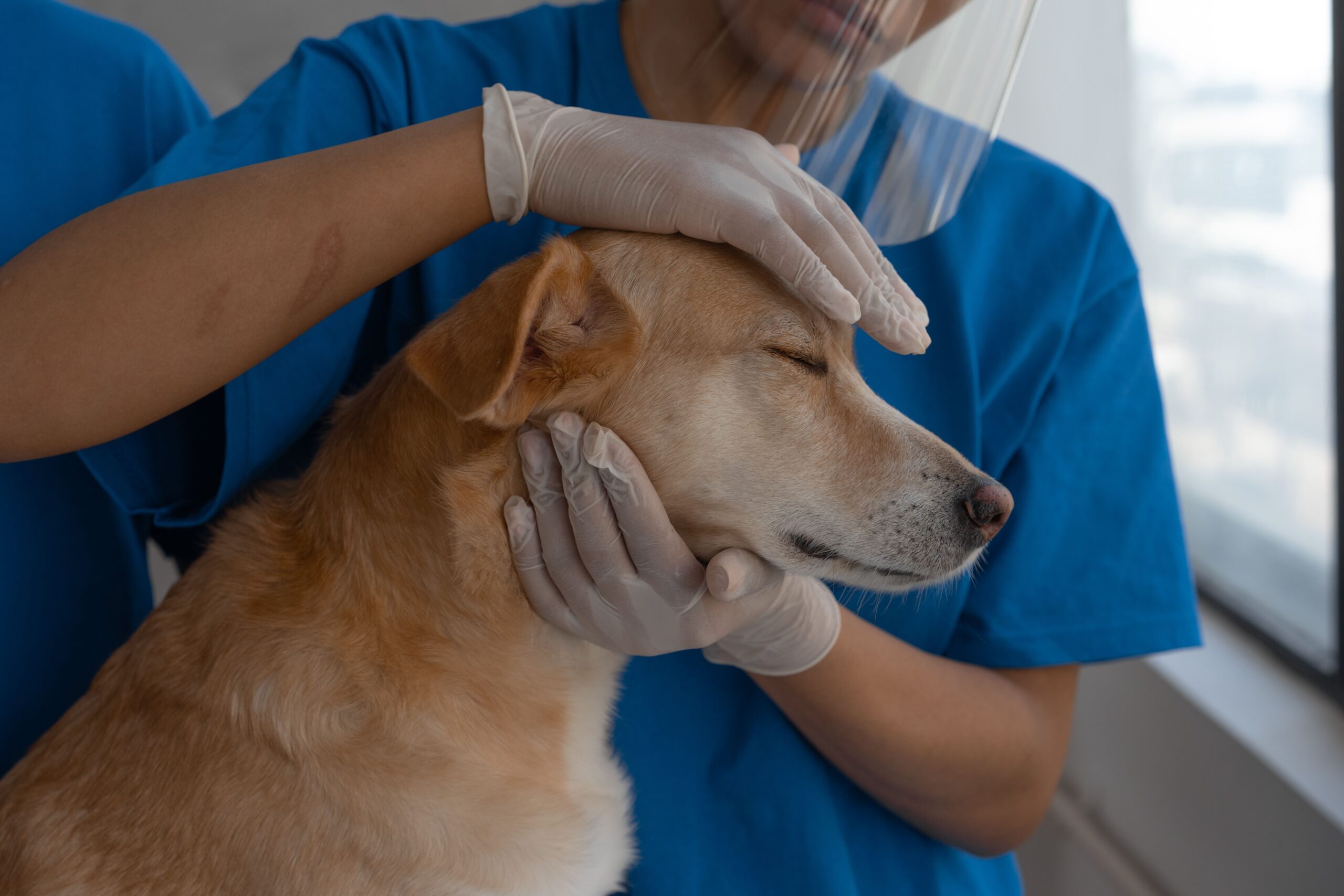 ¿Cada cuánto debes llevar a tu perro al veterinario?